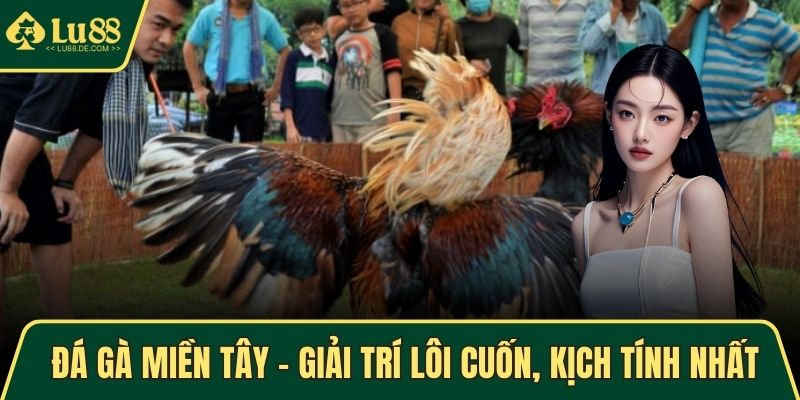 Đá Gà Miền Tây - Hình Thức Giải Trí Lôi Cuốn, Kịch Tính Nhất 1 đá gà miền Tây