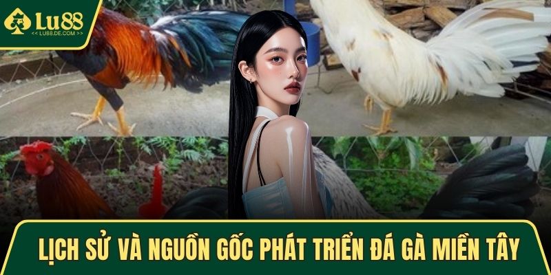 Đá Gà Miền Tây - Hình Thức Giải Trí Lôi Cuốn, Kịch Tính Nhất 3 Lịch sử và nguồn gốc phát triển đá gà miền Tây