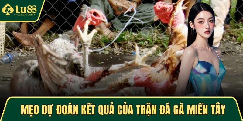 Đá Gà Miền Tây - Hình Thức Giải Trí Lôi Cuốn, Kịch Tính Nhất 5 Mẹo dự đoán kết quả của trận đá gà miền Tây
