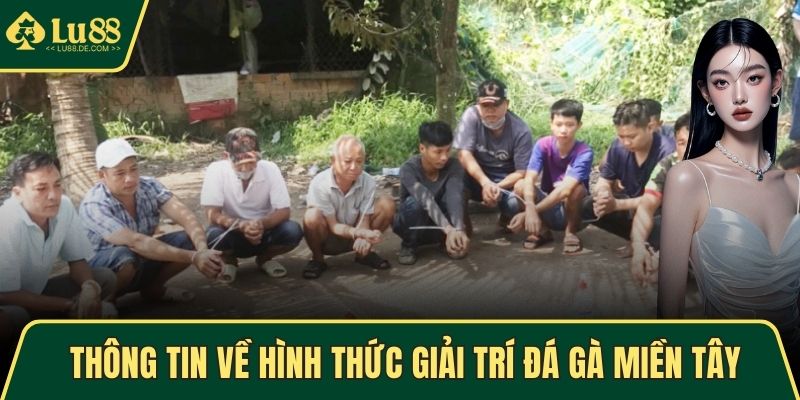 Đá Gà Miền Tây - Hình Thức Giải Trí Lôi Cuốn, Kịch Tính Nhất 2 Thông tin về hình thức giải trí đá gà miền Tây